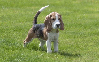 Beagle en Huidproblemen: Hoe je je Hond Comfortabel en Jeukvrij Houdt