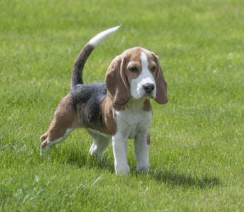 Beagle en Huidproblemen: Hoe je je Hond Comfortabel en Jeukvrij Houdt