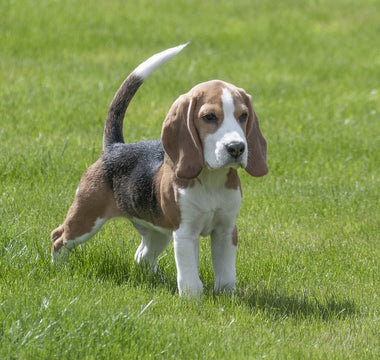 Beagle en Huidproblemen: Hoe je je Hond Comfortabel en Jeukvrij Houdt