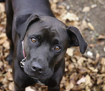 Boxers en Huidproblemen: Hoe je je Hond Tevreden en Jeukvrij Houdt