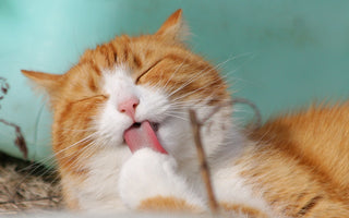 Huidproblemen bij Katten: Hoe Houd je je Kat Jeukvrij en Gezond?