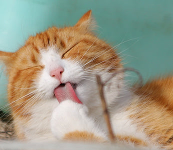 Huidproblemen bij Katten: Hoe Houd je je Kat Jeukvrij en Gezond?