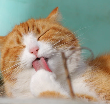Huidproblemen bij Katten: Hoe Houd je je Kat Jeukvrij en Gezond?