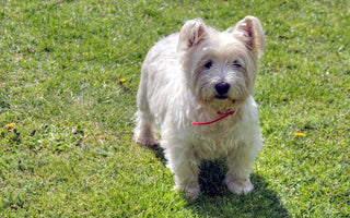 Westies en Huidirritaties: Hoe Houd je Hun Vacht Stralend en Gezond?