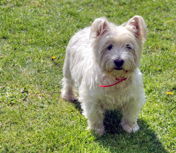 Westies en Huidirritaties: Hoe Houd je Hun Vacht Stralend en Gezond?