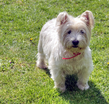 Westies en Huidirritaties: Hoe Houd je Hun Vacht Stralend en Gezond?
