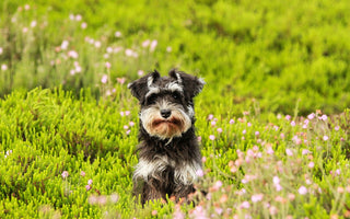 Schnauzers en Huidproblemen: Hoe je de Huid van je Hond Verzorgt