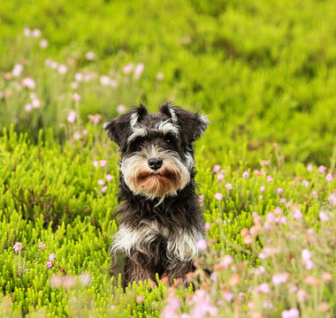 Schnauzers en Huidproblemen: Hoe je de Huid van je Hond Verzorgt