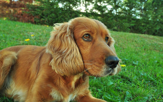 Cocker Spaniels en Huidirritaties: Verzorgingsadvies voor een Gezonde Vacht