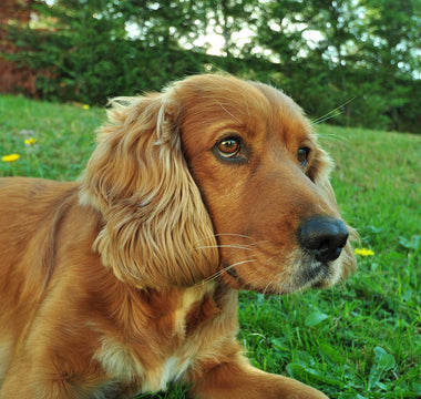 Cocker Spaniels en Huidirritaties: Verzorgingsadvies voor een Gezonde Vacht
