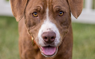 Pitbulls en Huidproblemen: Hoe je de Huid van je Hond Verzorgt