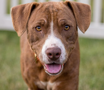 Pitbulls en Huidproblemen: Hoe je de Huid van je Hond Verzorgt