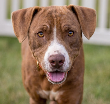 Pitbulls en Huidproblemen: Hoe je de Huid van je Hond Verzorgt