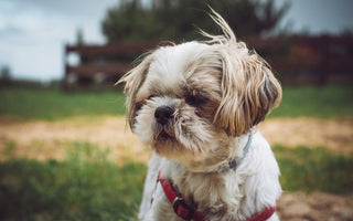 Shih Tzus en Huidverzorging: Tips voor een Gezonde en Jeukvrije Vacht