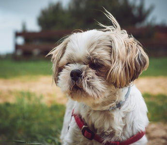 Shih Tzus en Huidverzorging: Tips voor een Gezonde en Jeukvrije Vacht