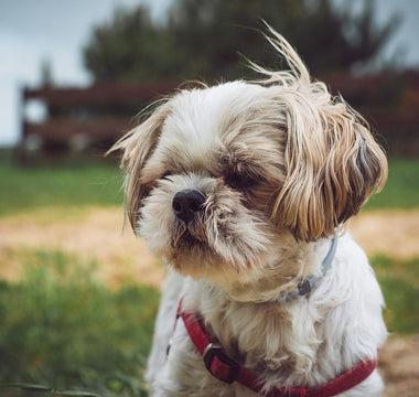 Shih Tzus en Huidverzorging: Tips voor een Gezonde en Jeukvrije Vacht