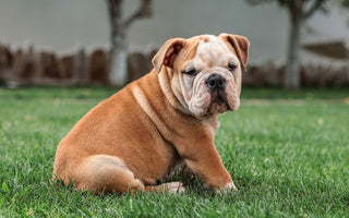 Huidproblemen bij Bulldoggen: Oplossingen voor Jeuk en Irritatie