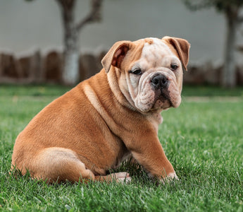 Huidproblemen bij Bulldoggen: Oplossingen voor Jeuk en Irritatie
