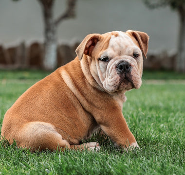 Huidproblemen bij Bulldoggen: Oplossingen voor Jeuk en Irritatie