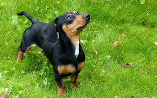 Dachshunds en Huidverzorging: Tips voor een Gezonde en Comfortabele Huid