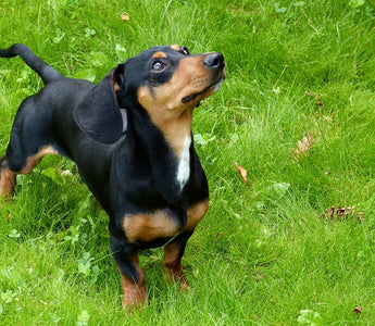 Dachshunds en Huidverzorging: Tips voor een Gezonde en Comfortabele Huid