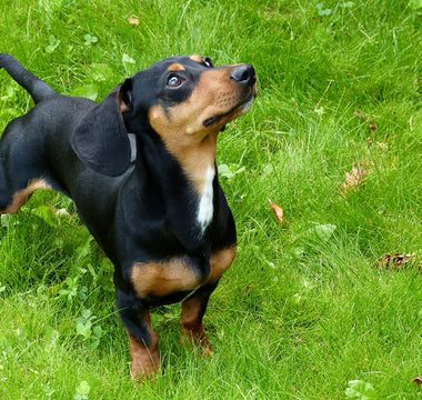 Dachshunds en Huidverzorging: Tips voor een Gezonde en Comfortabele Huid