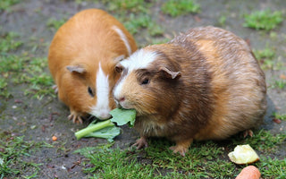 Huidverzorging voor Cavia’s: Voorkom Jeuk en Huidproblemen met Eenvoudige Tips!
