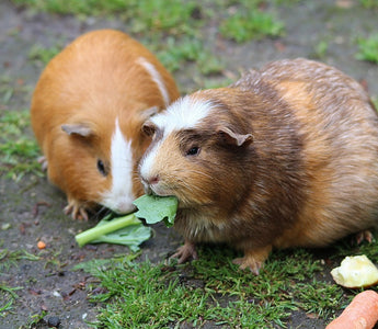 Huidverzorging voor Cavia’s: Voorkom Jeuk en Huidproblemen met Eenvoudige Tips!
