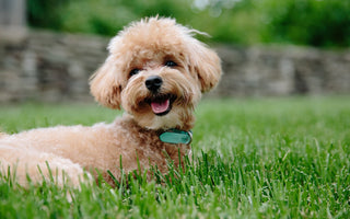 Poodles en Huidverzorging: Tips voor een Jeukvrije en Gezonde Vacht