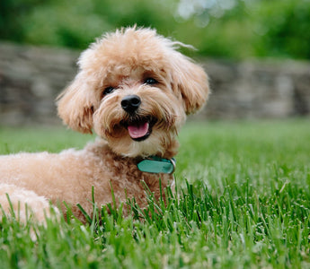 Poodles en Huidverzorging: Tips voor een Jeukvrije en Gezonde Vacht