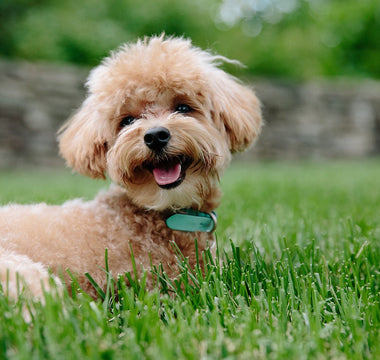 Poodles en Huidverzorging: Tips voor een Jeukvrije en Gezonde Vacht