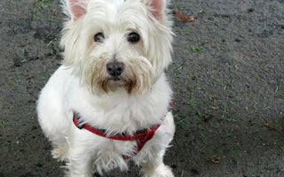 Hoe Voorkom Je Traanstrepen bij Westies? Tips voor Een Stralend Schone Vacht!