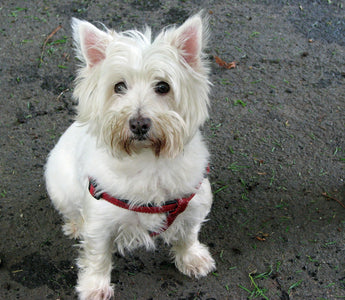 Hoe Voorkom Je Traanstrepen bij Westies? Tips voor Een Stralend Schone Vacht!